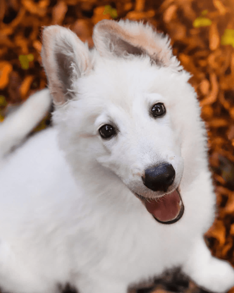 Hond tijdens training bij De Juiste Stap